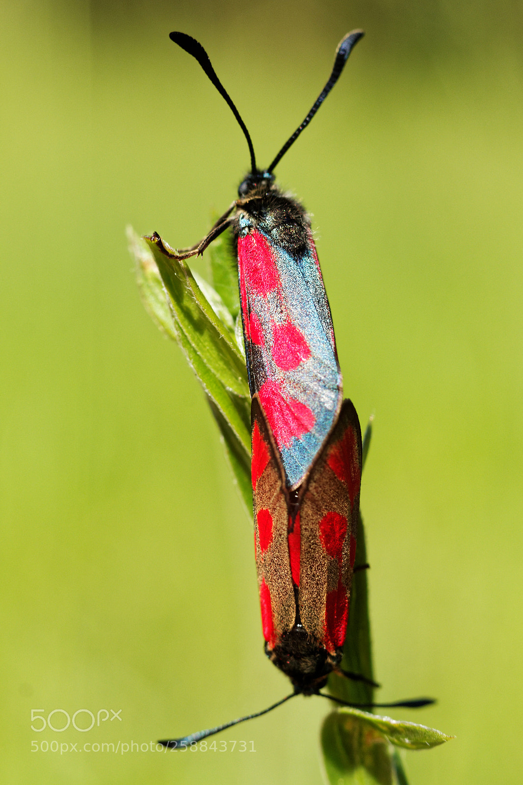 Canon EOS 70D + Canon EF 50mm F1.8 STM sample photo. Xygenes love photography