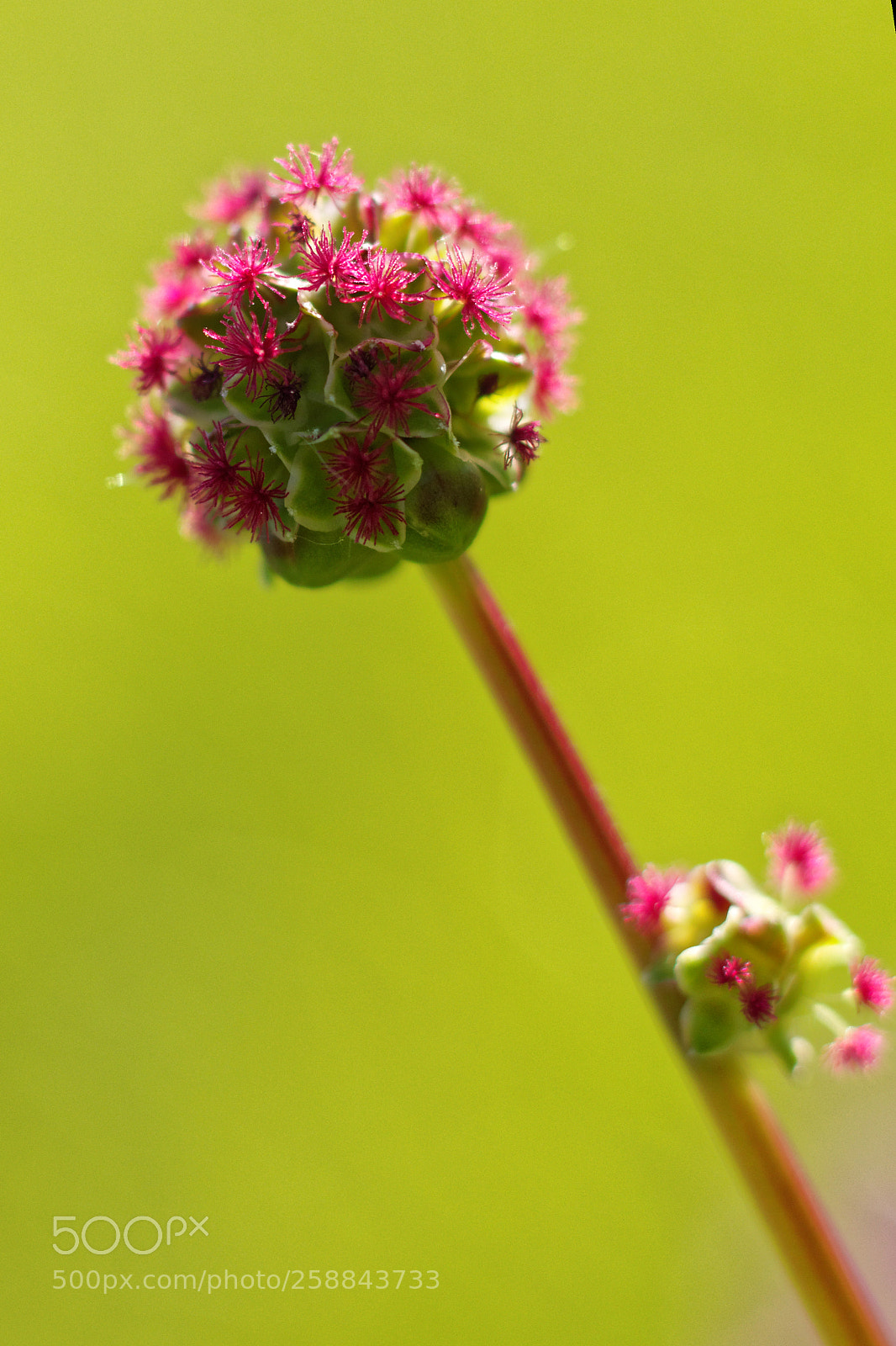 Canon EOS 70D sample photo. Flower bowl photography