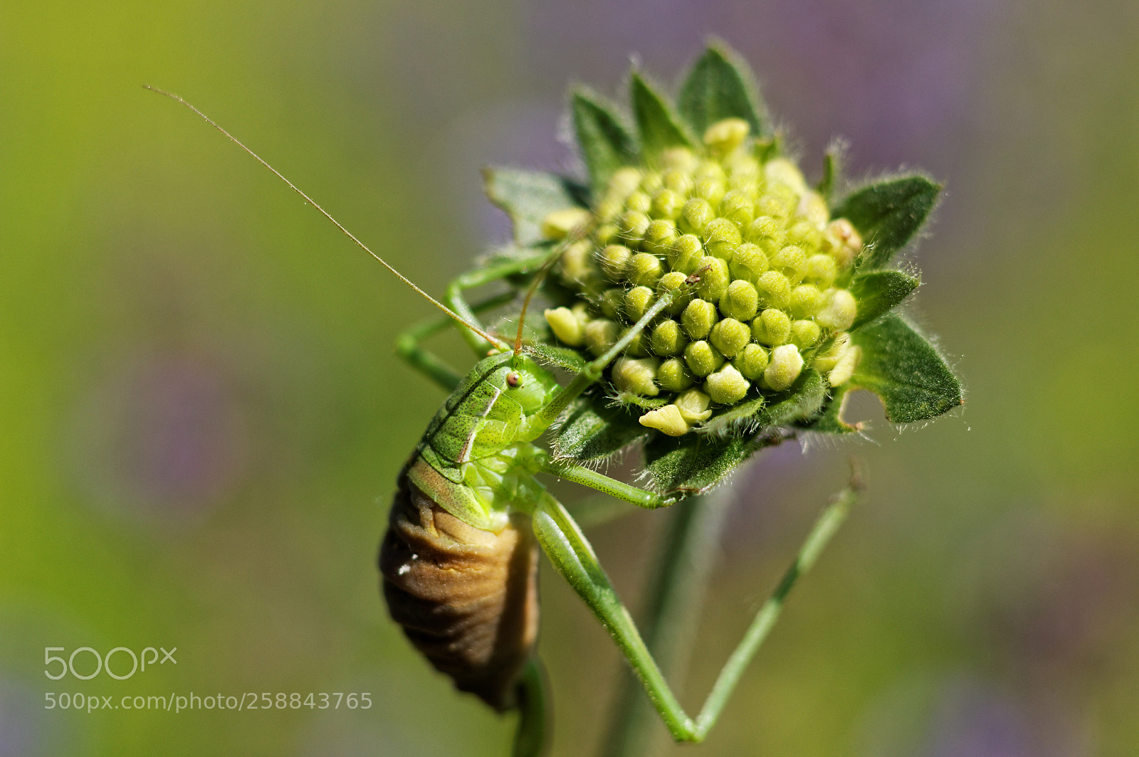 Canon EOS 70D + Canon EF 50mm F1.8 STM sample photo. Cricket photography