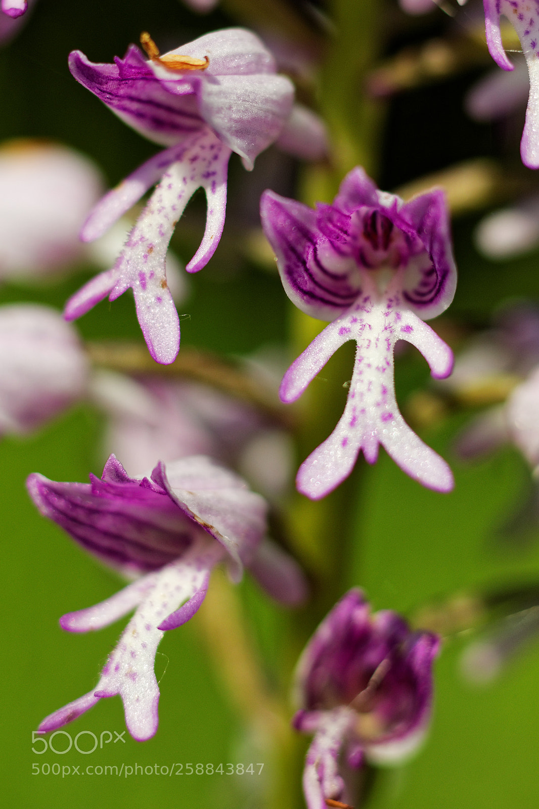 Canon EOS 70D + Canon EF 50mm F1.8 STM sample photo. Orchid photography