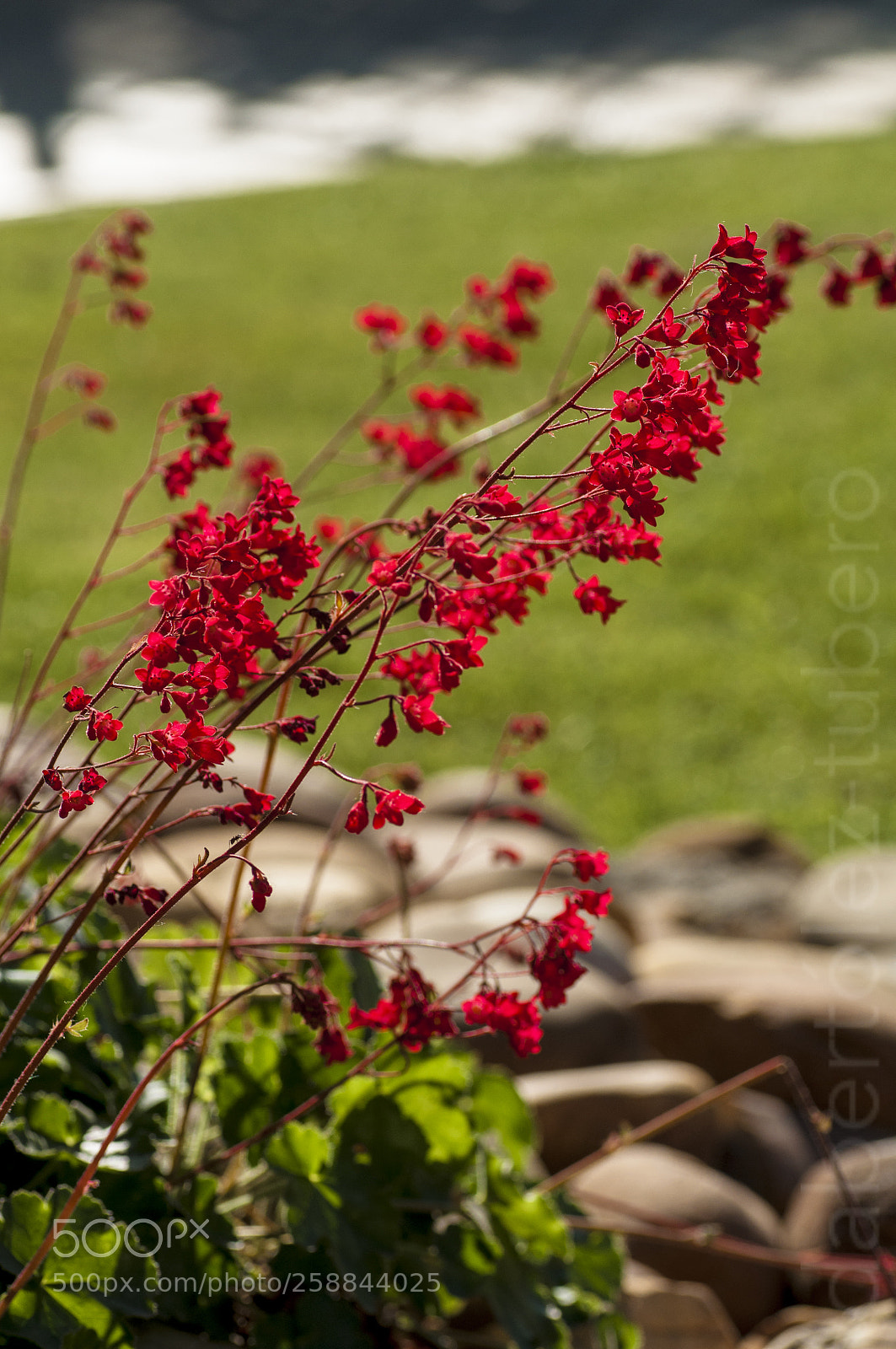 Nikon D90 sample photo. Rojo photography