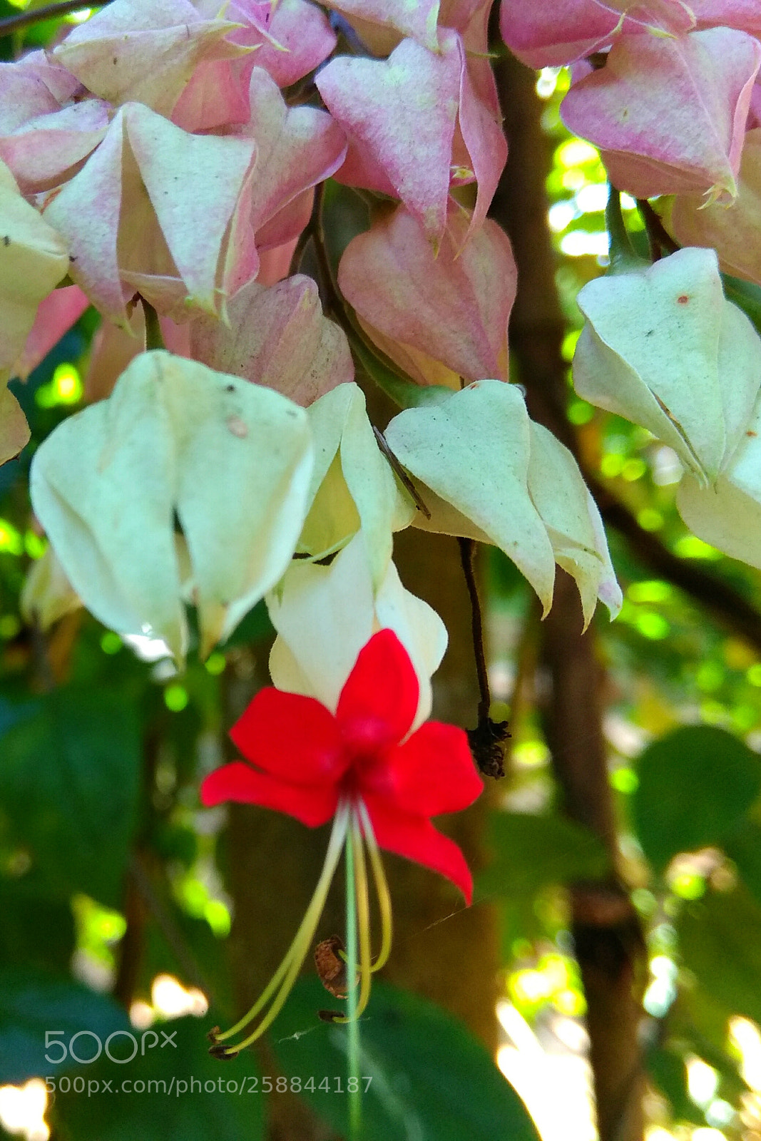 Xiaomi Redmi Note 4 sample photo. Untitled photography