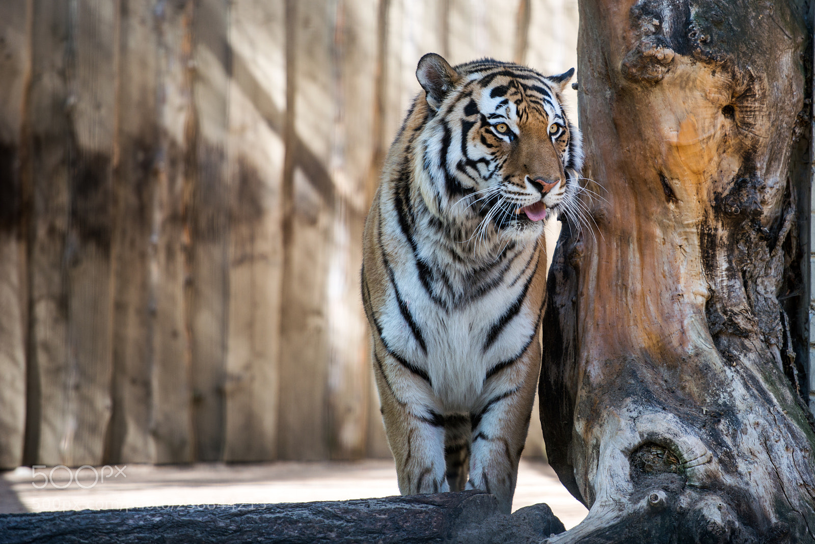 Nikon D800 sample photo. Tiger photography