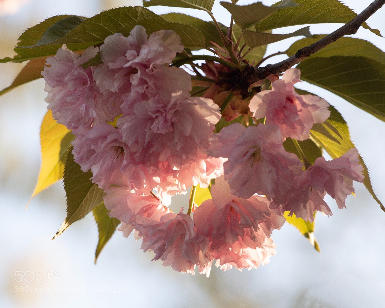 Canon EOS 750D (EOS Rebel T6i / EOS Kiss X8i) sample photo. Warm photography