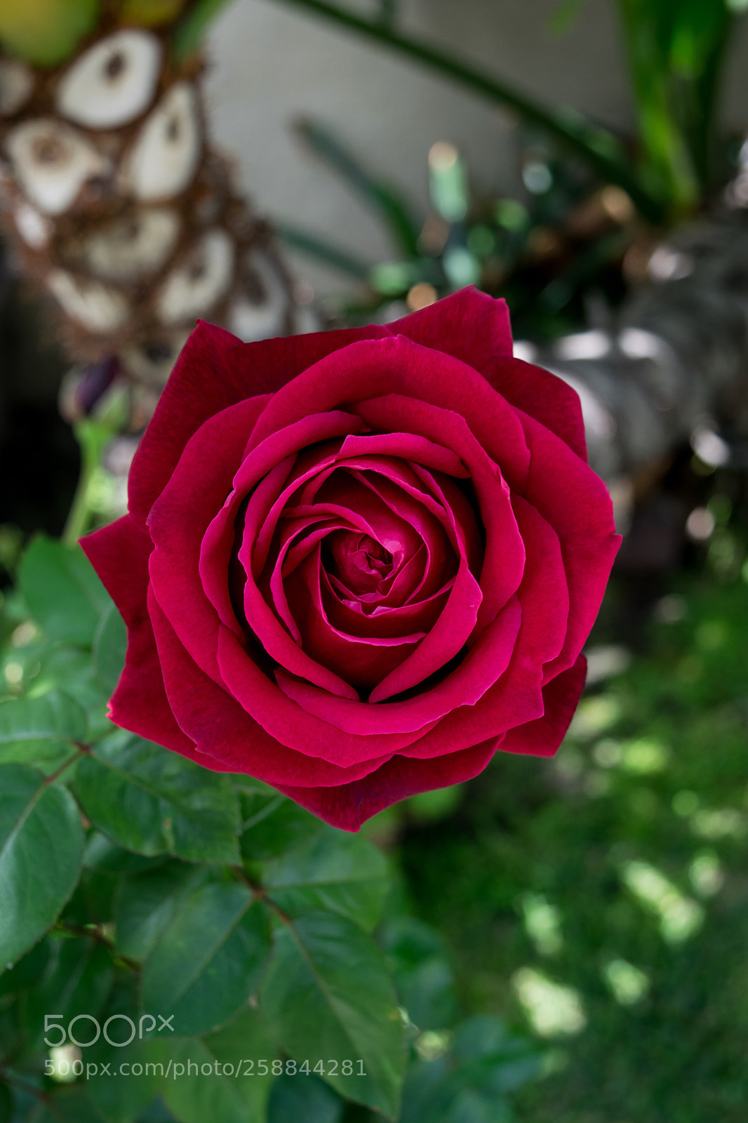 Nikon D3300 sample photo. Morning rose photography