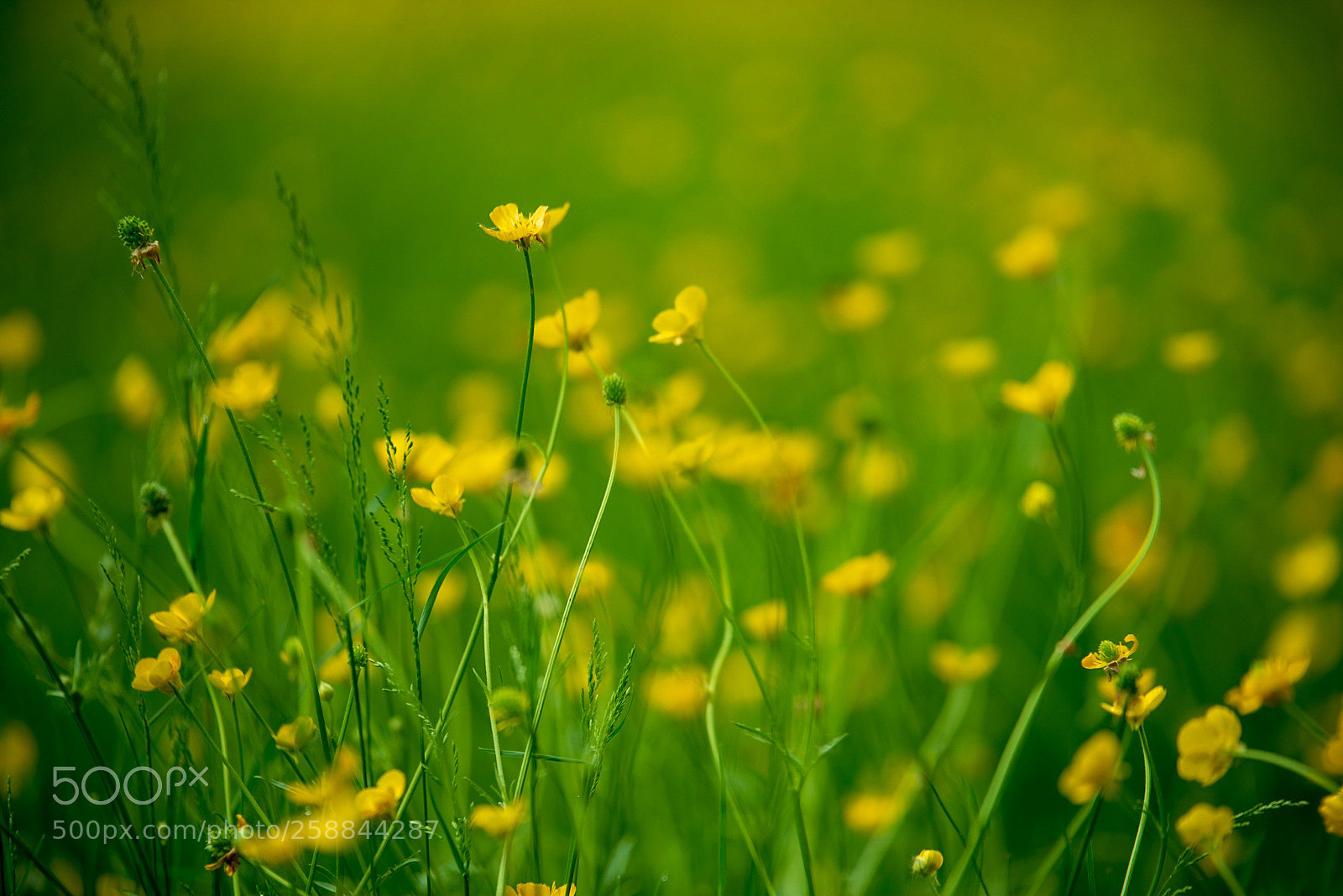 Nikon D610 sample photo. Untitled photography