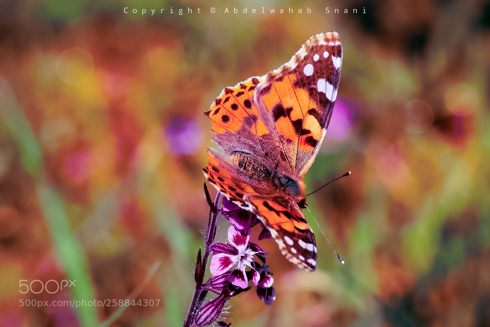 Nikon D3300 sample photo. Butterfly photography