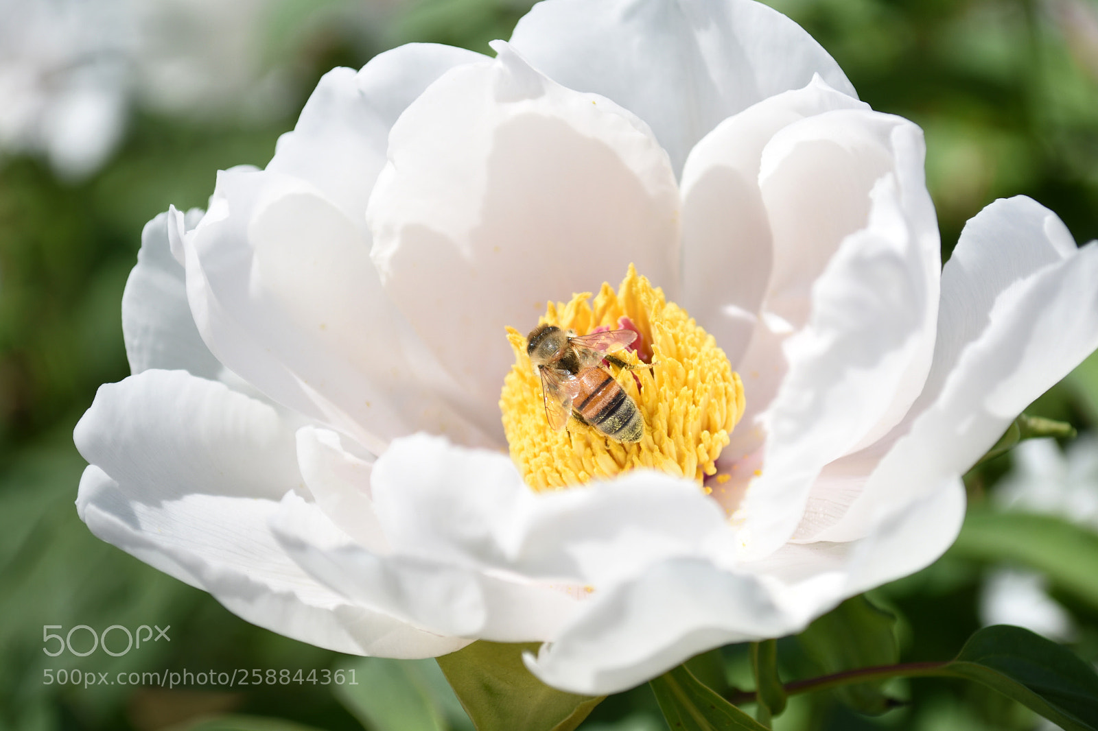 Nikon D7200 sample photo. 牡丹 photography
