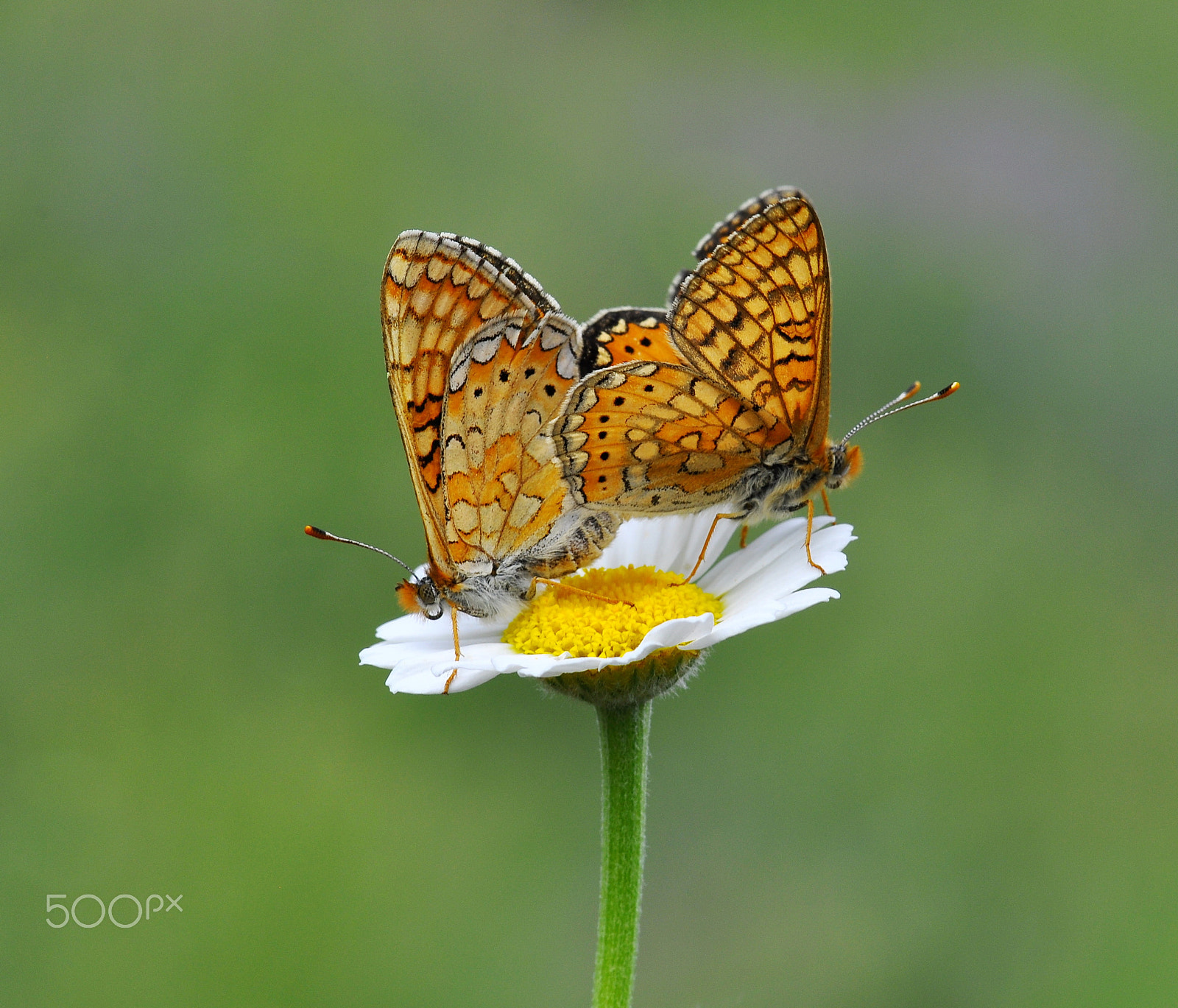 Nikon D90 + Nikon AF-S Micro-Nikkor 105mm F2.8G IF-ED VR sample photo. Euphydryas aurinia photography