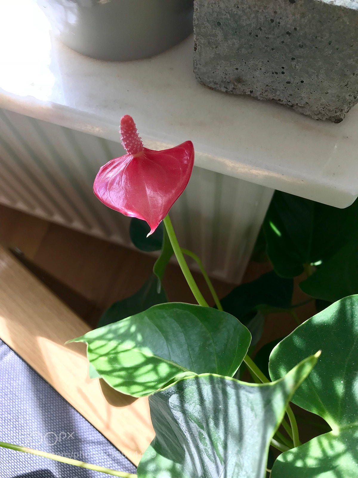 Apple iPhone 7 Plus sample photo. Untitled photography
