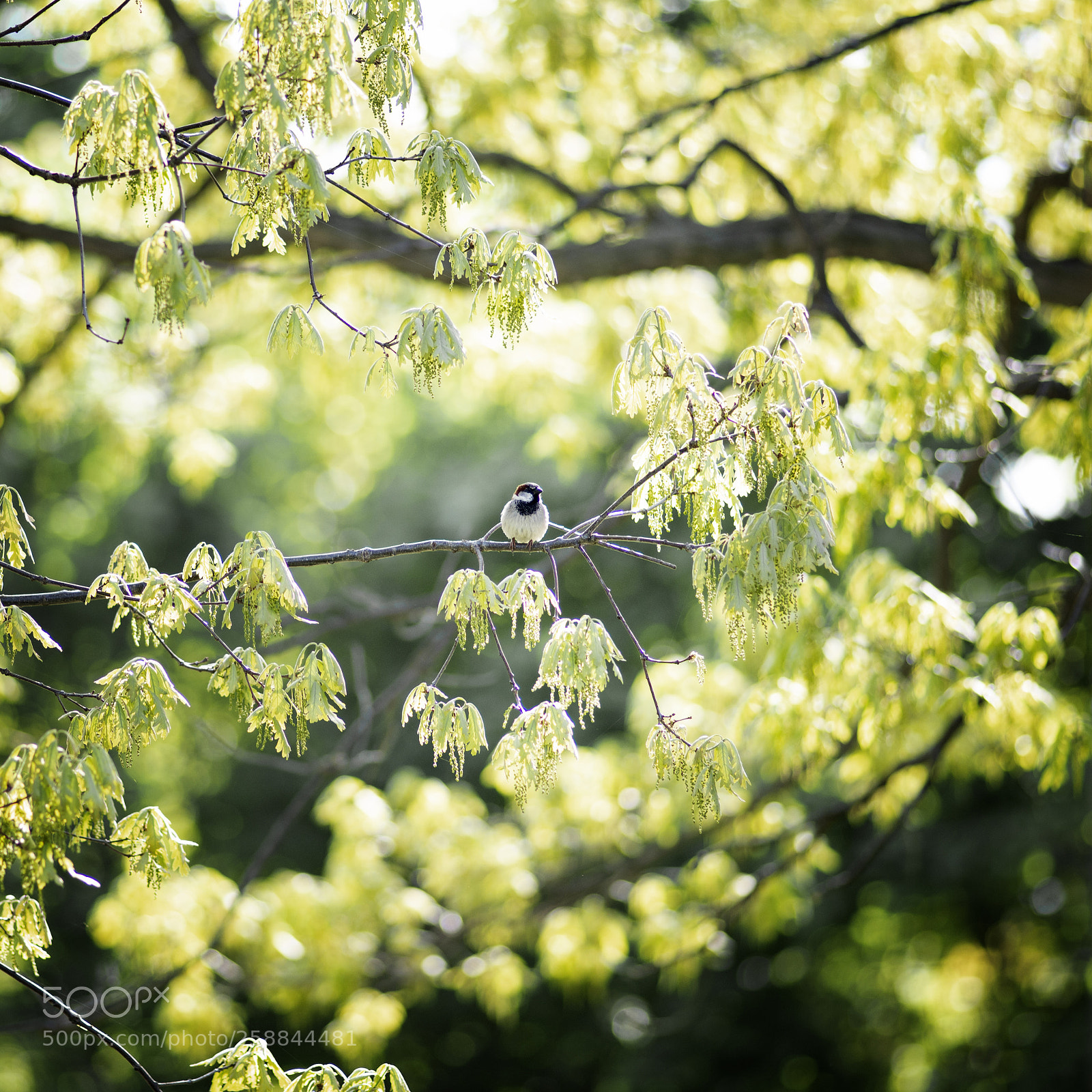 Nikon D610 sample photo. Untitled photography