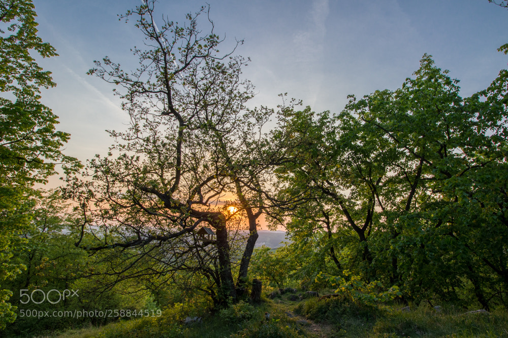 Canon EOS 100D (EOS Rebel SL1 / EOS Kiss X7) sample photo. Moravian forest sundown photography