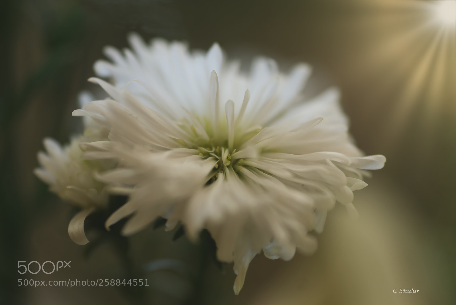 Sony ILCA-77M2 sample photo. Untitled photography