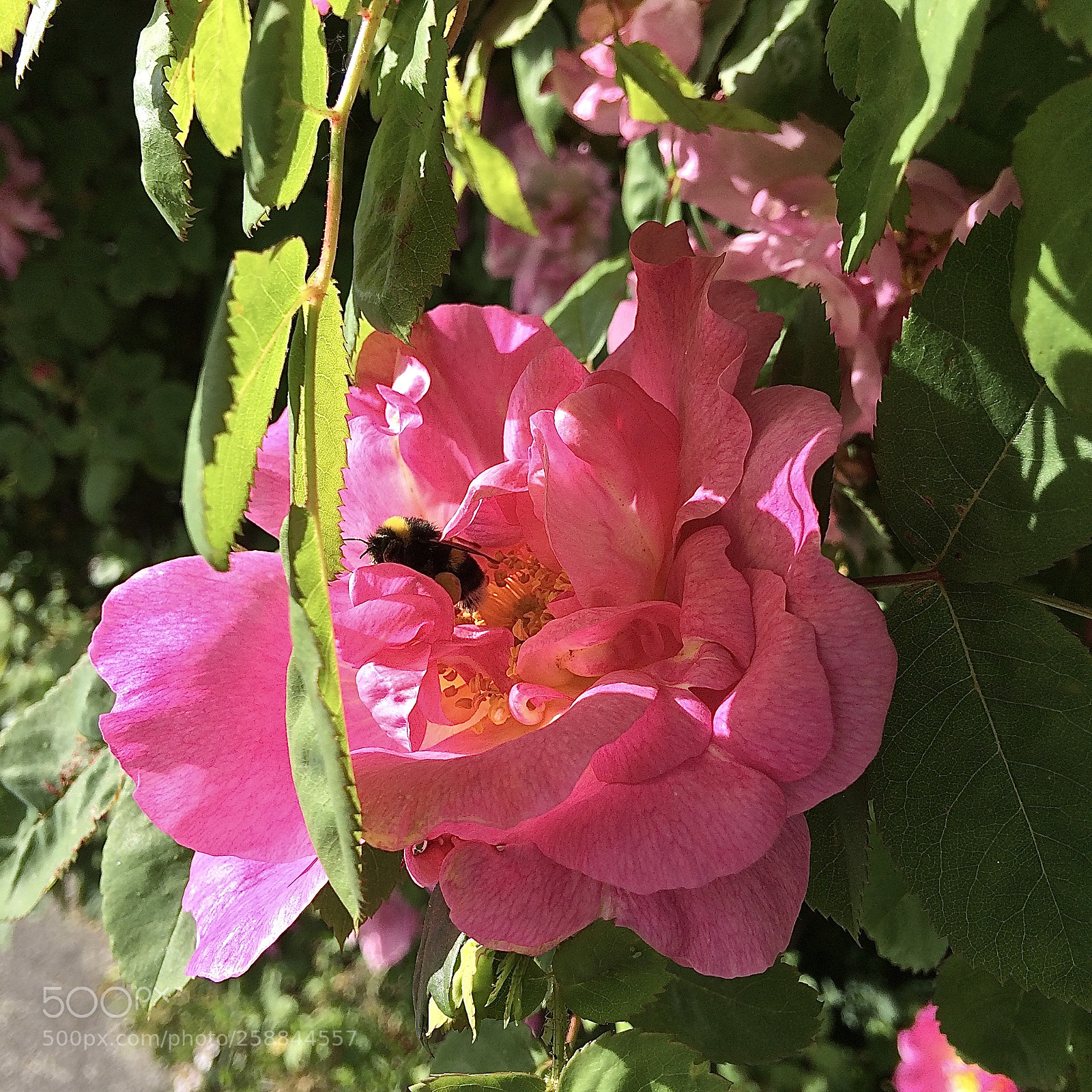 Apple iPhone 5s sample photo. Bee photography