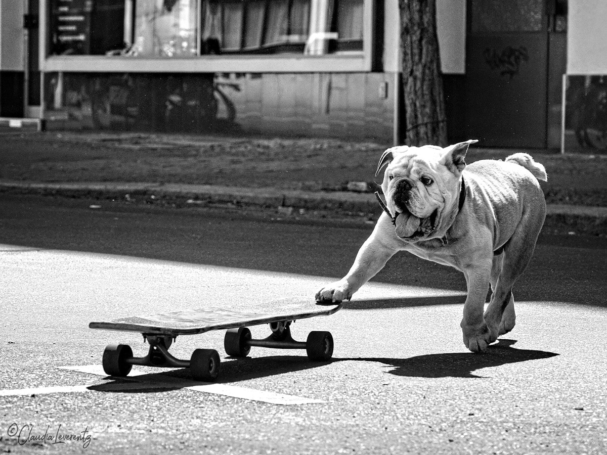 Olympus OM-D E-M1 sample photo. Dogs just want photography