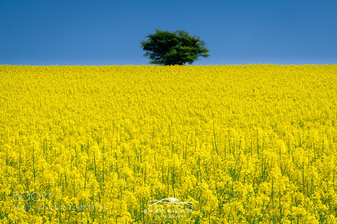 Nikon D850 sample photo. Lone tree in rape photography