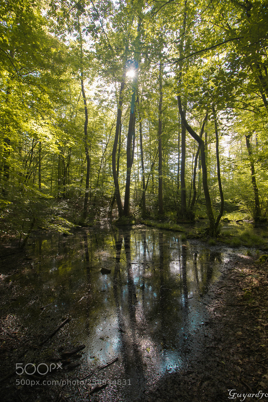 Canon EOS 80D sample photo. Mystèrieuse forêt photography