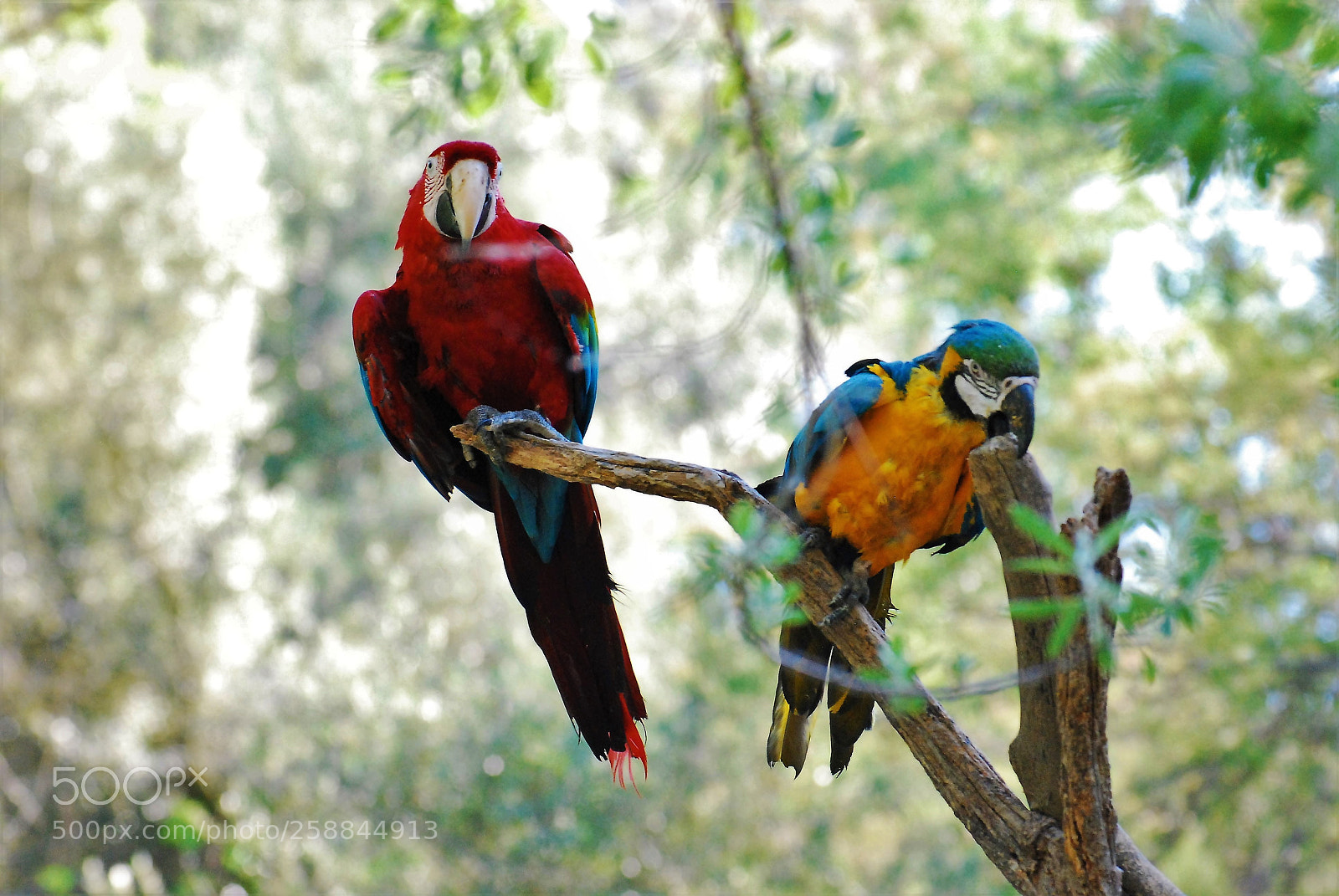 Nikon D80 sample photo. Parrots photography