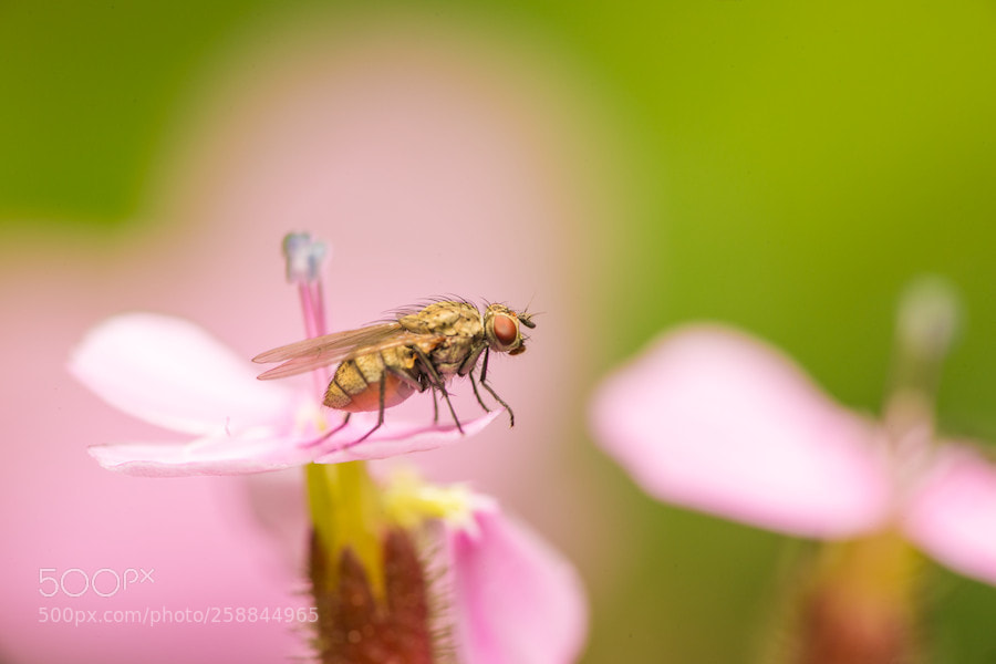 Canon EOS 6D sample photo. Kleine fliege photography