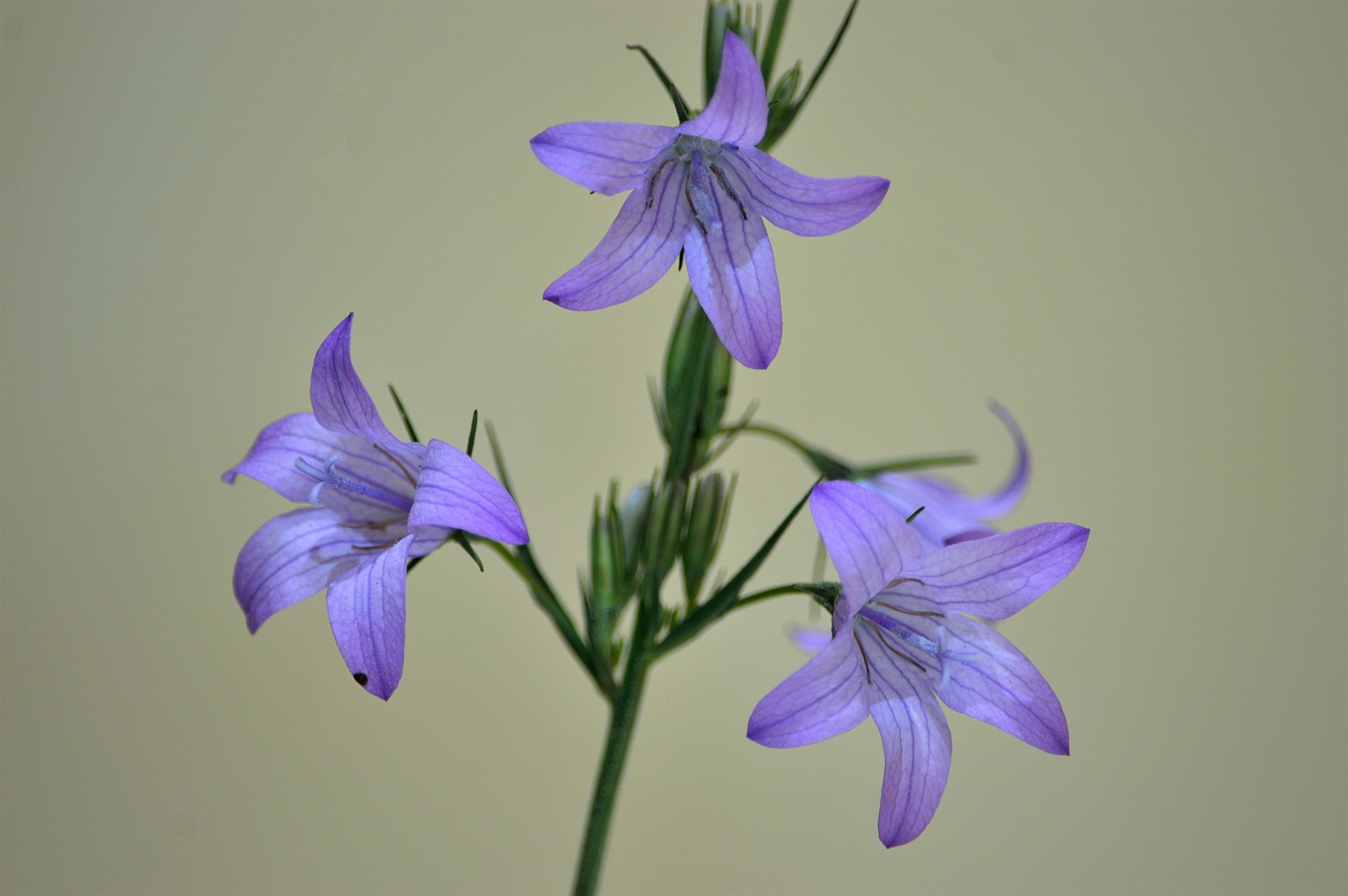 Nikon D3200 sample photo. Wildflowers photography