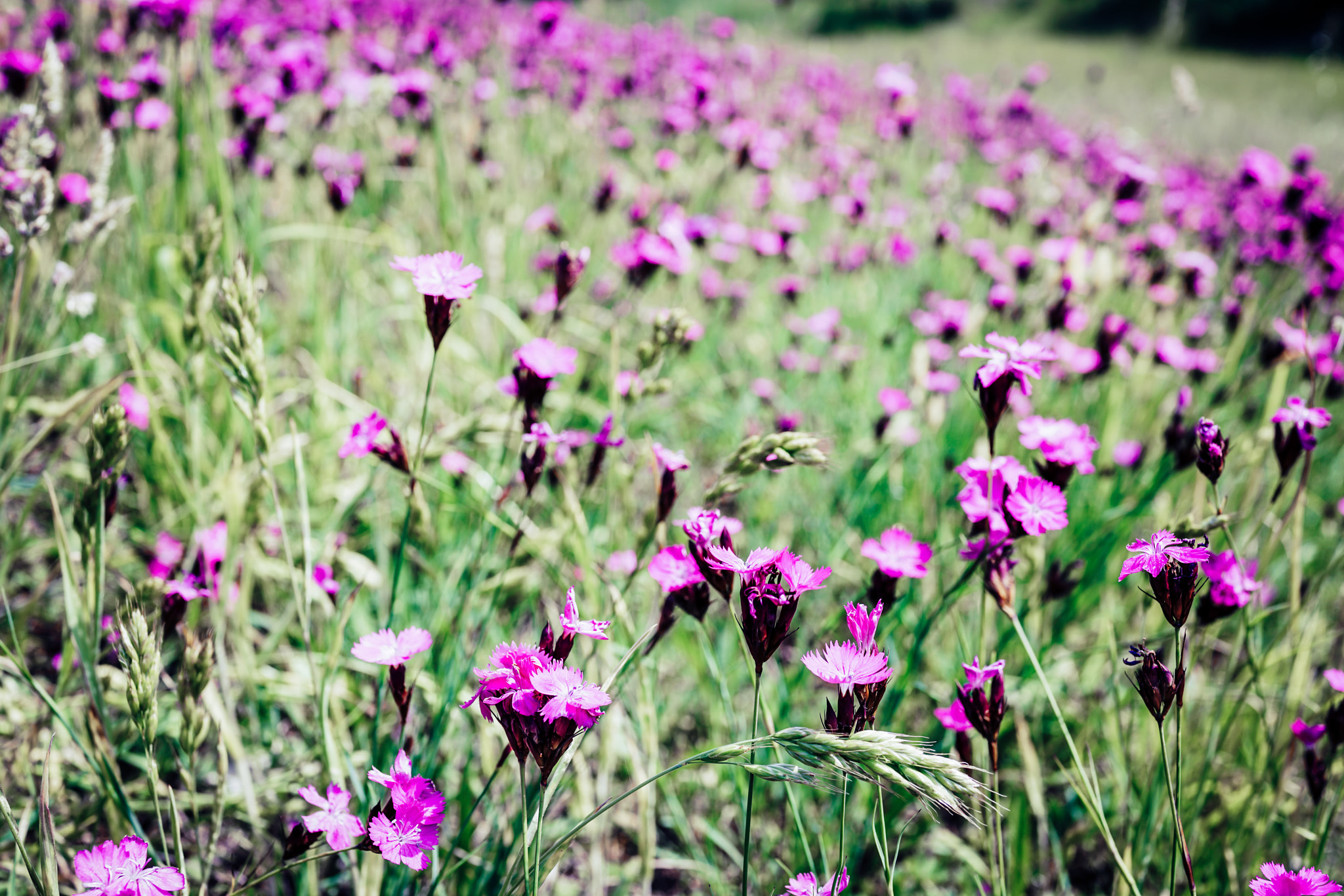 Sony Cyber-shot DSC-RX1R II sample photo. Purna photography