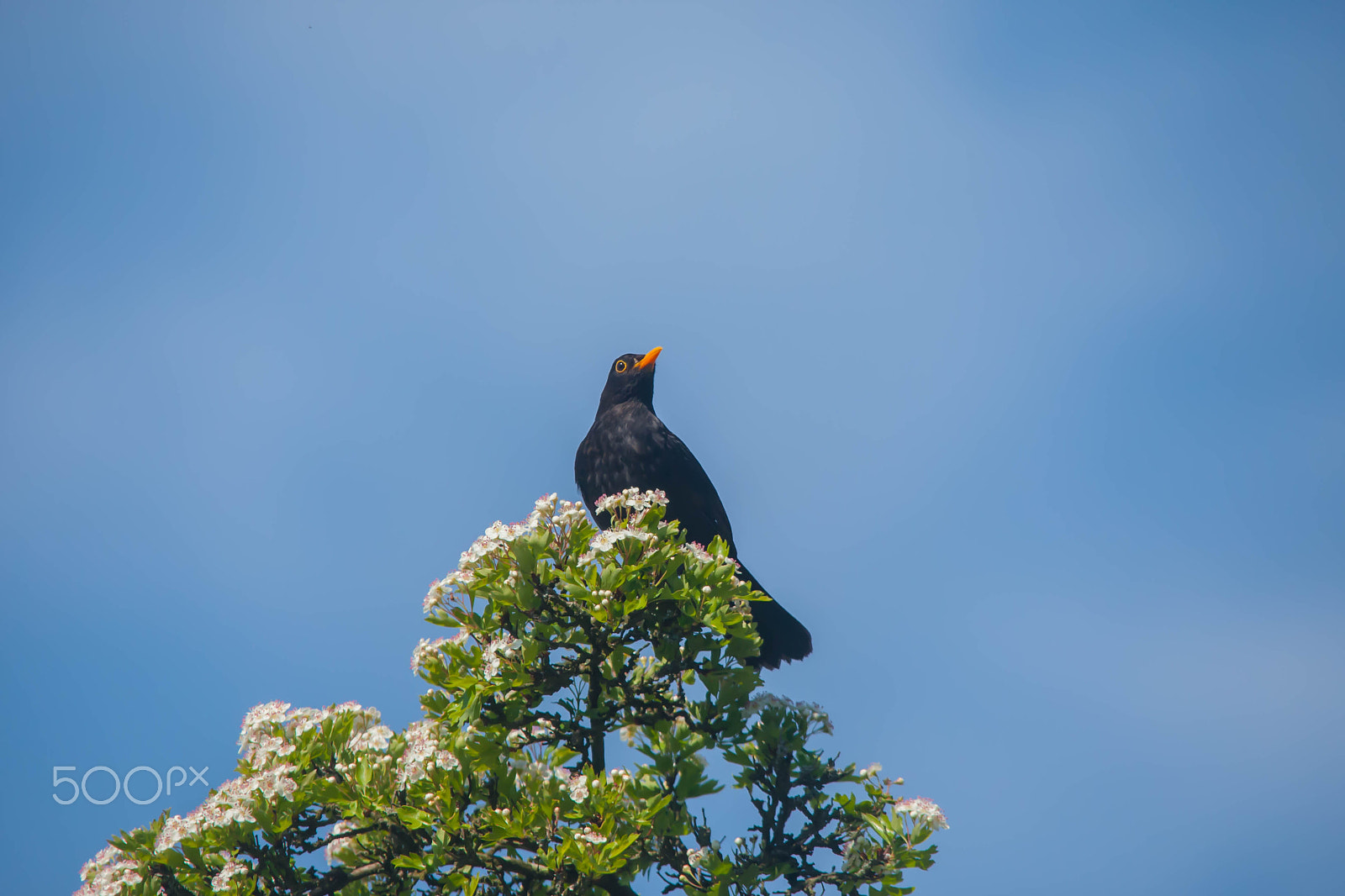Canon EOS-1D Mark III sample photo. Blackbird photography