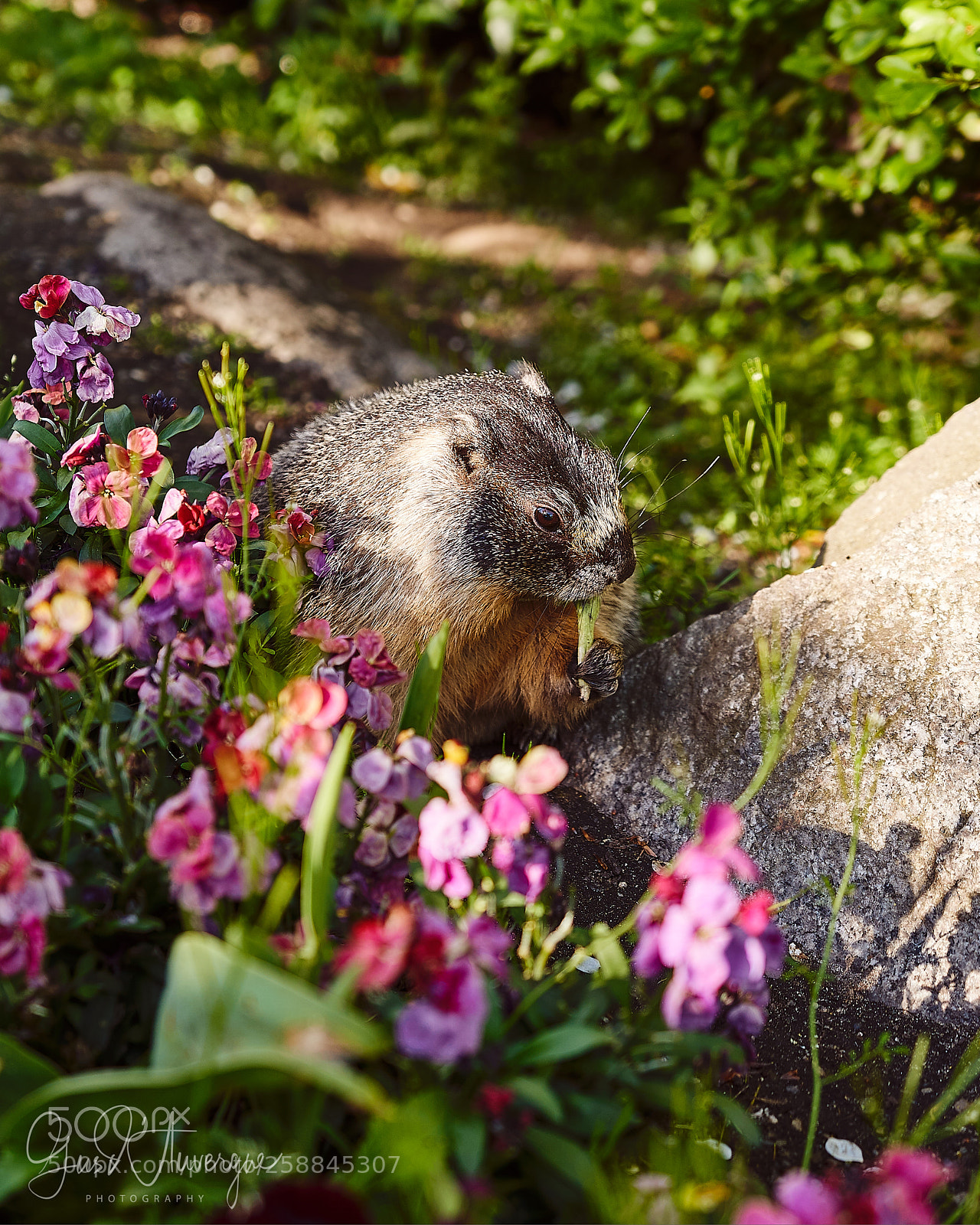 Sony a7 III sample photo. Shy guy photography