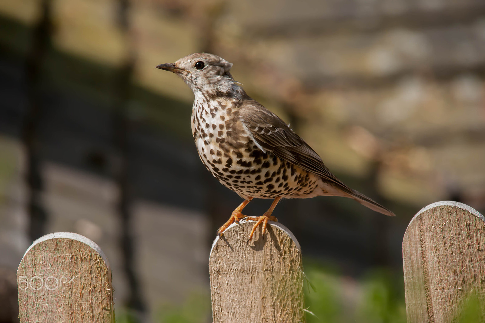 Canon EOS-1D Mark III sample photo. Song thrush photography