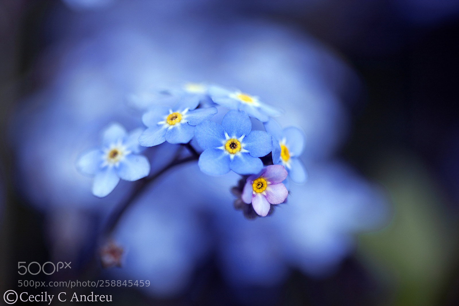 Canon EOS 40D sample photo. Forget-me-nots 勿忘我 photography