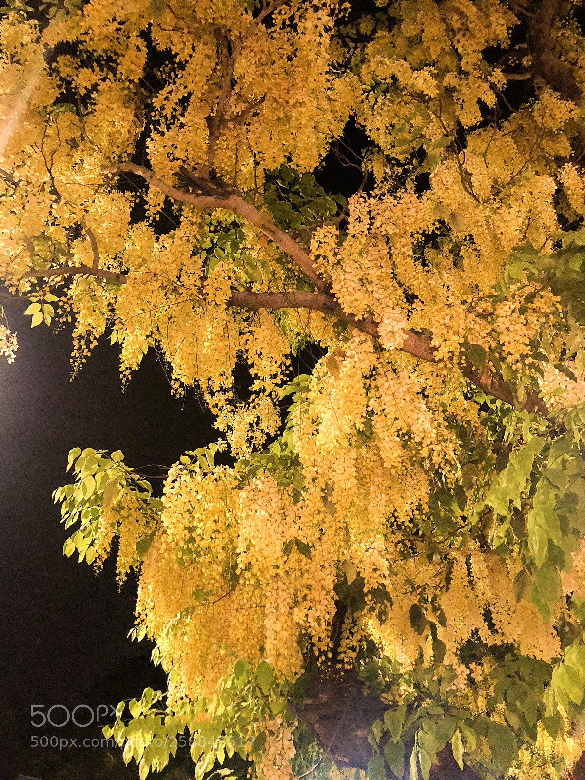 Apple iPhone 8 Plus sample photo. Golden chain tree 
 photography
