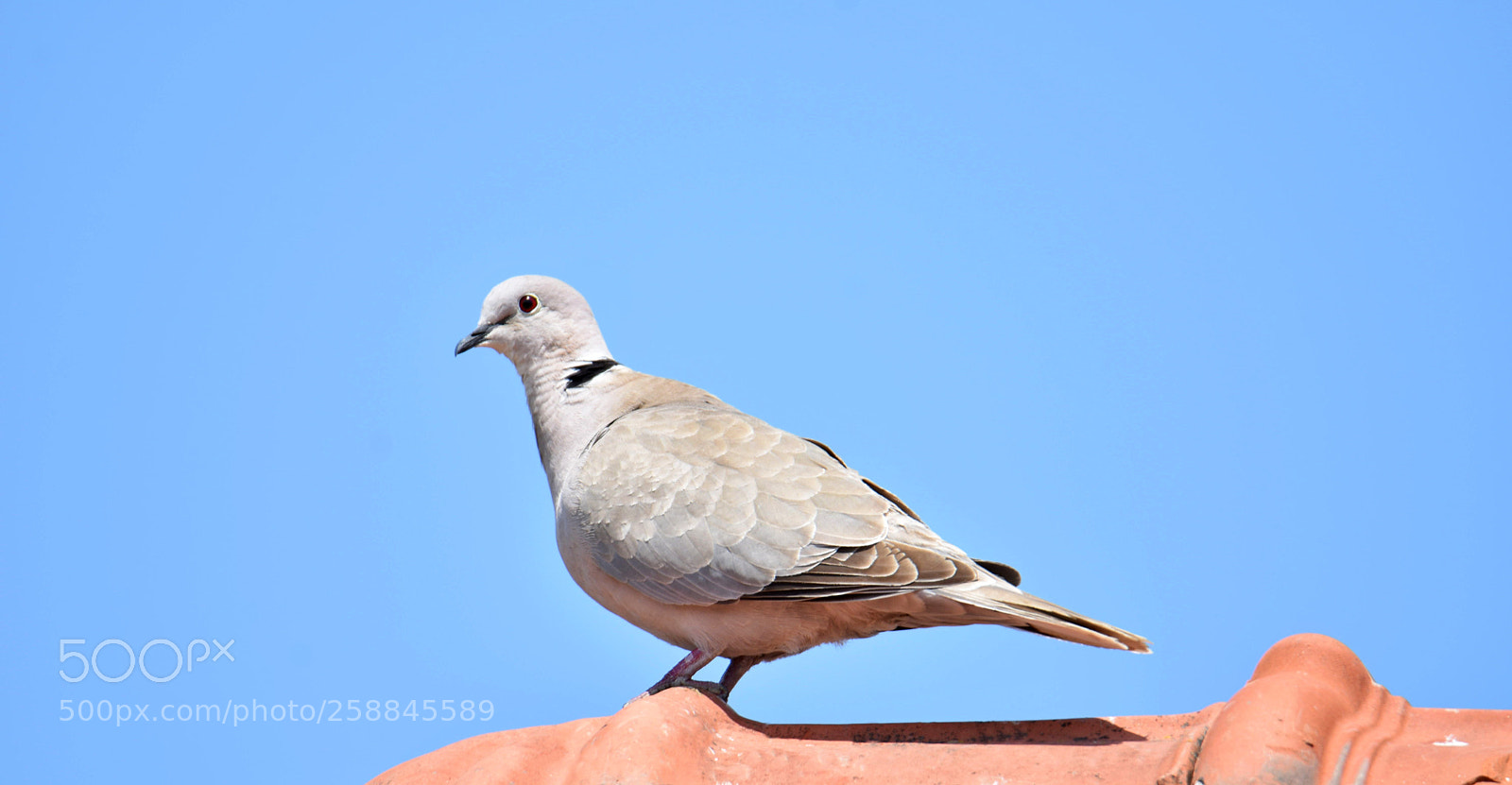 Nikon D7200 sample photo. Bird photography