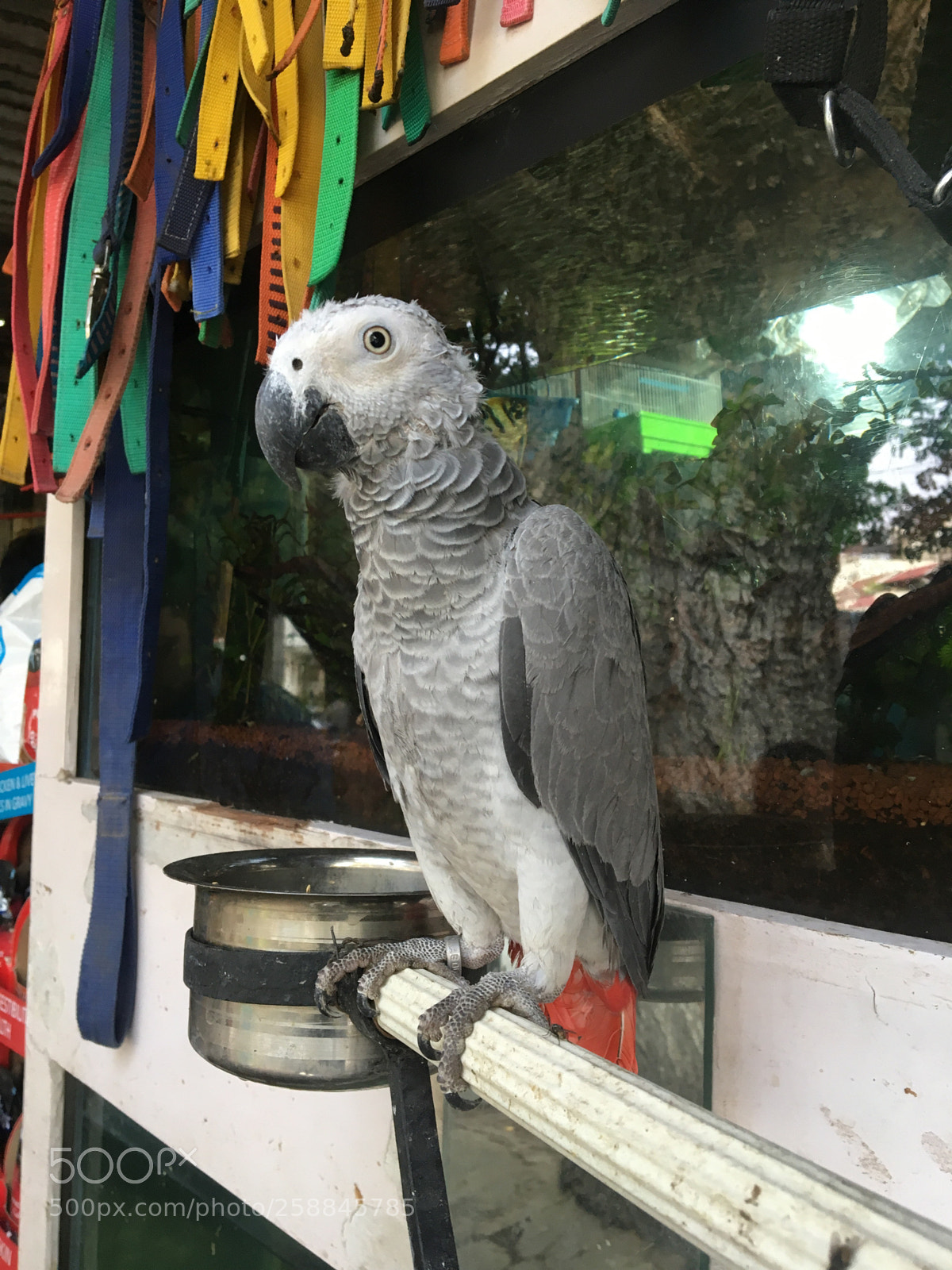 Apple iPhone 6s sample photo. African grey parrot  photography