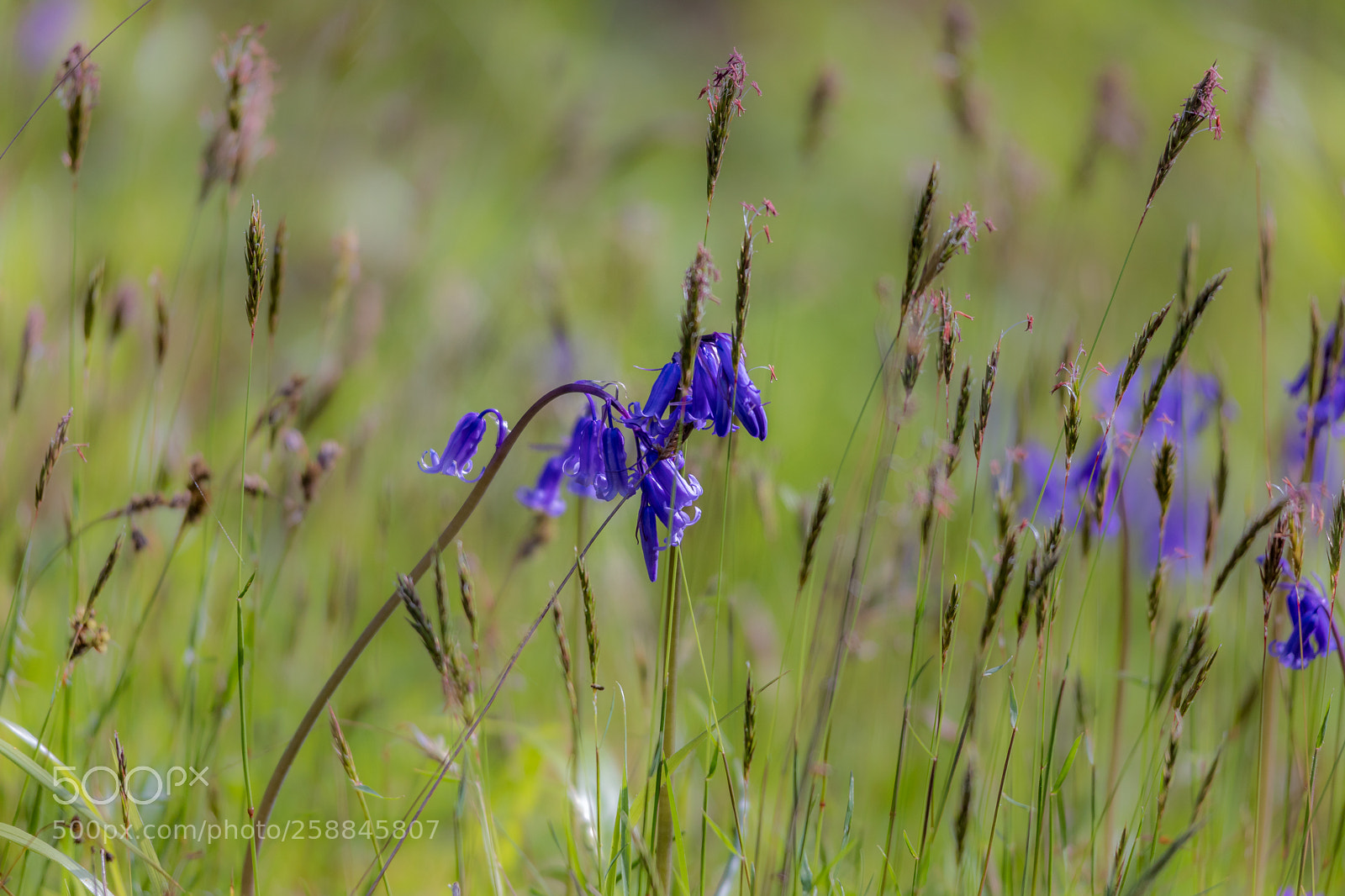 Canon EOS 5D Mark IV sample photo. Bluebell photography