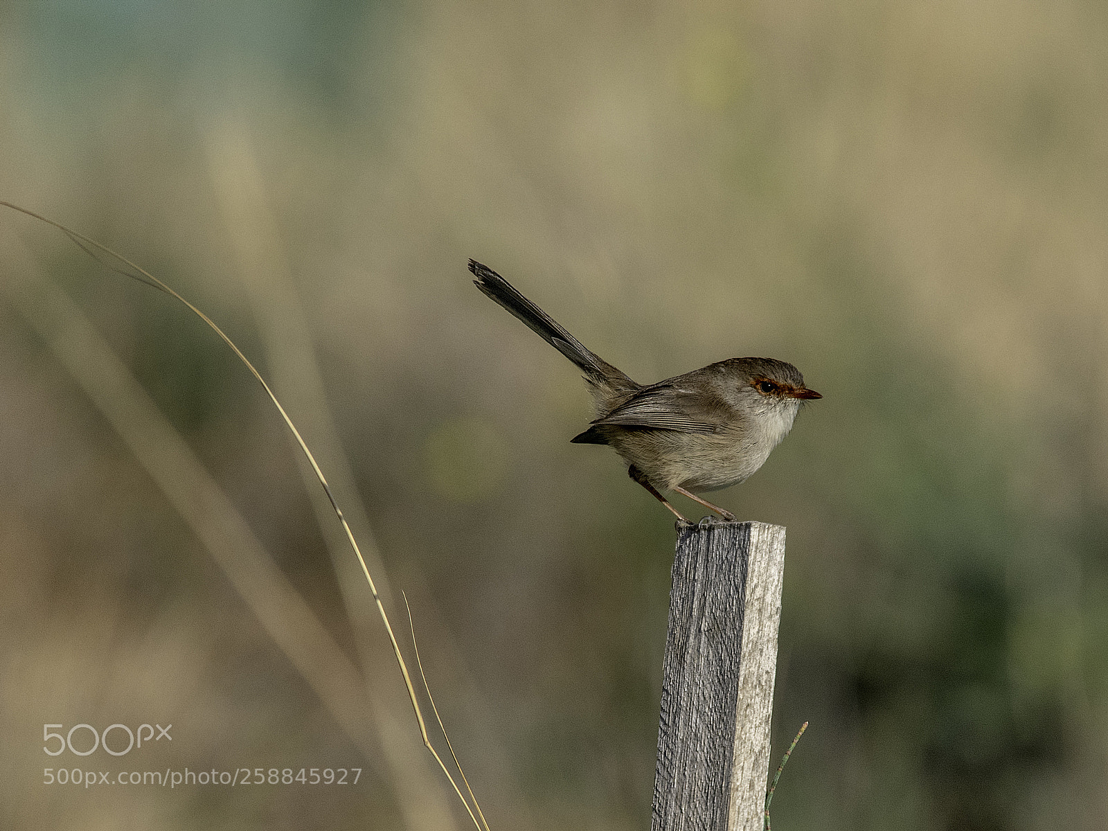 Nikon D500 sample photo. Superb fairy wren (fem) photography