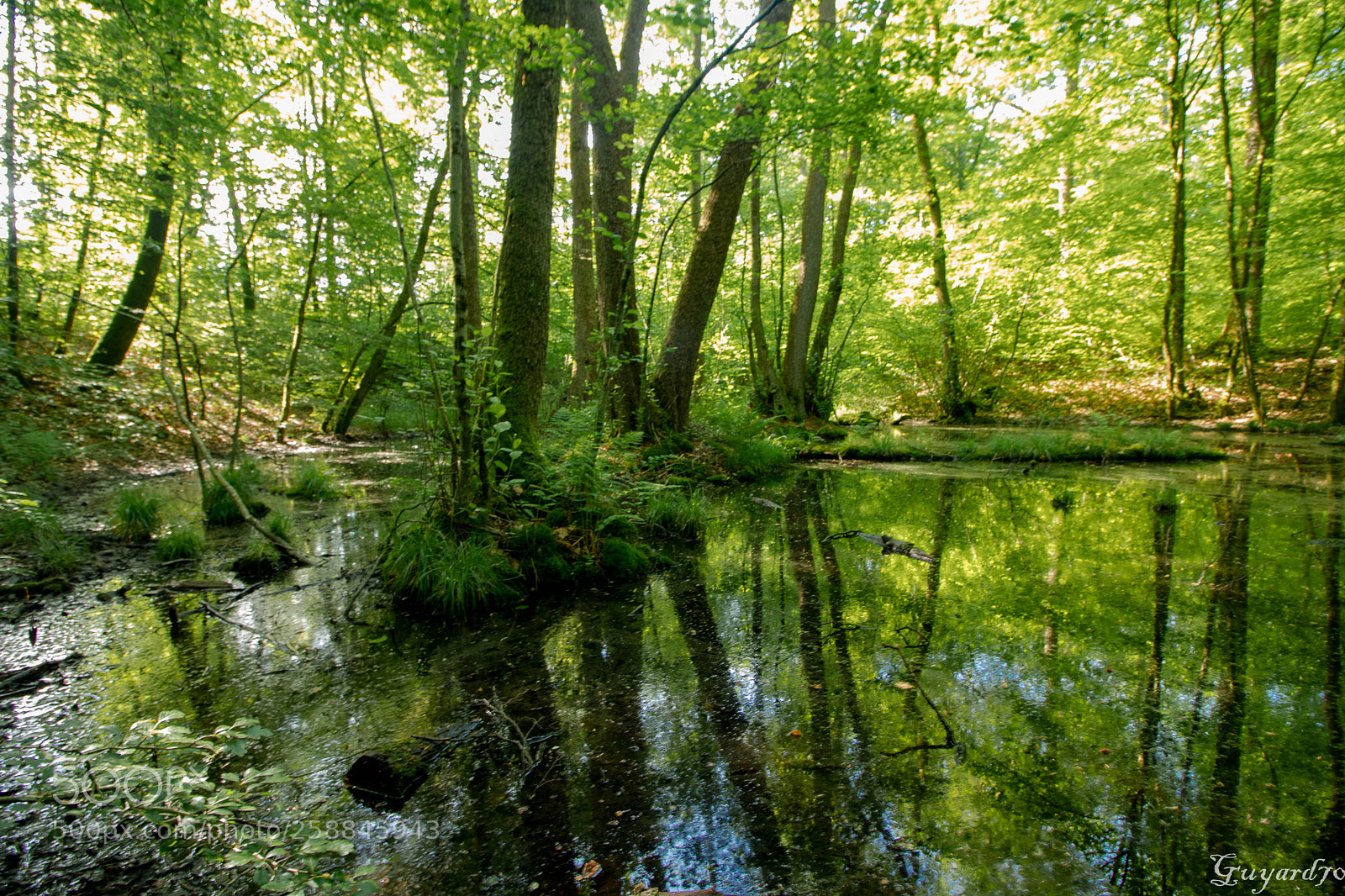 Canon EOS 80D sample photo. Enigmatique forêt photography