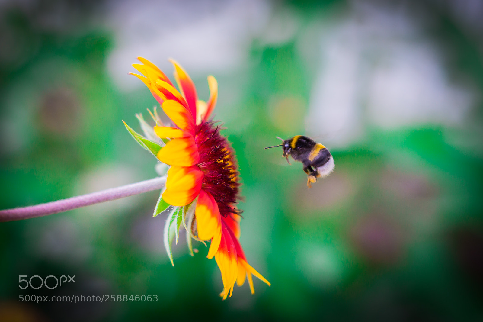 Sony SLT-A58 sample photo. Bumblebee photography