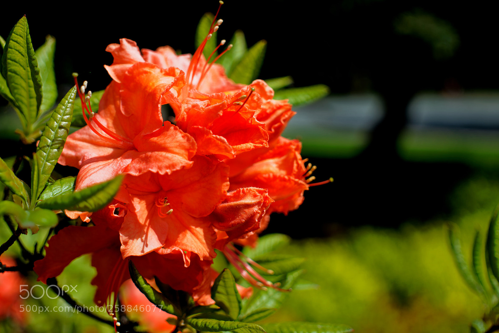Sony a6000 sample photo. Rhododendron photography