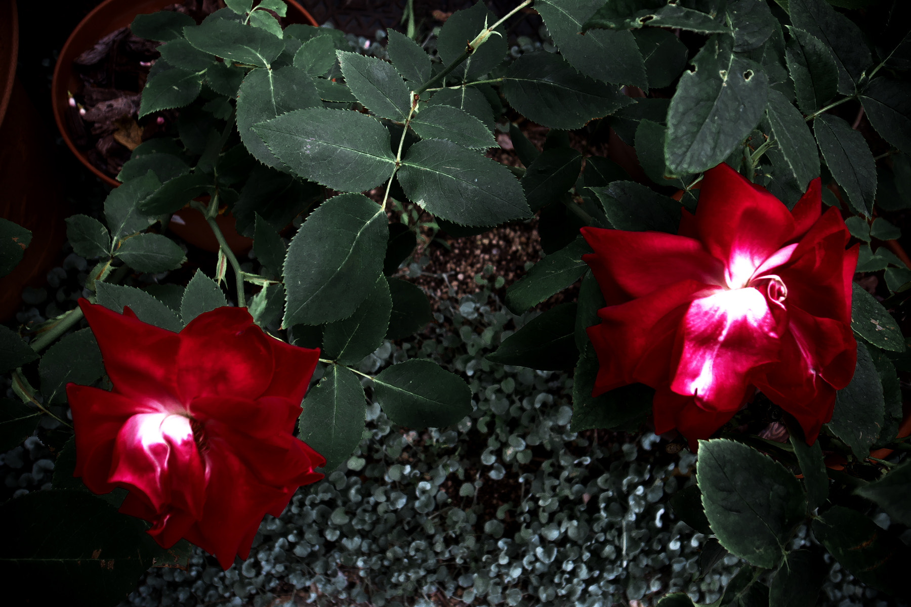 Ricoh GR DIGITAL 4 sample photo. Clrslk photography