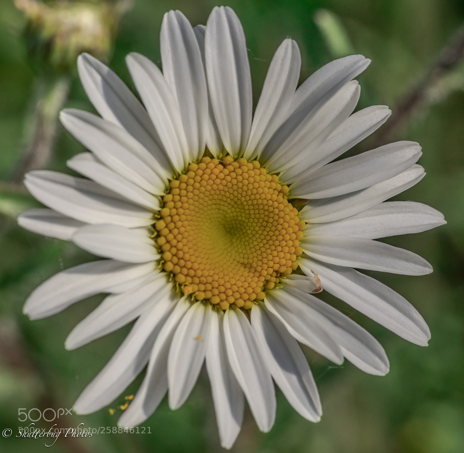Canon EOS 80D sample photo. Daisy photography