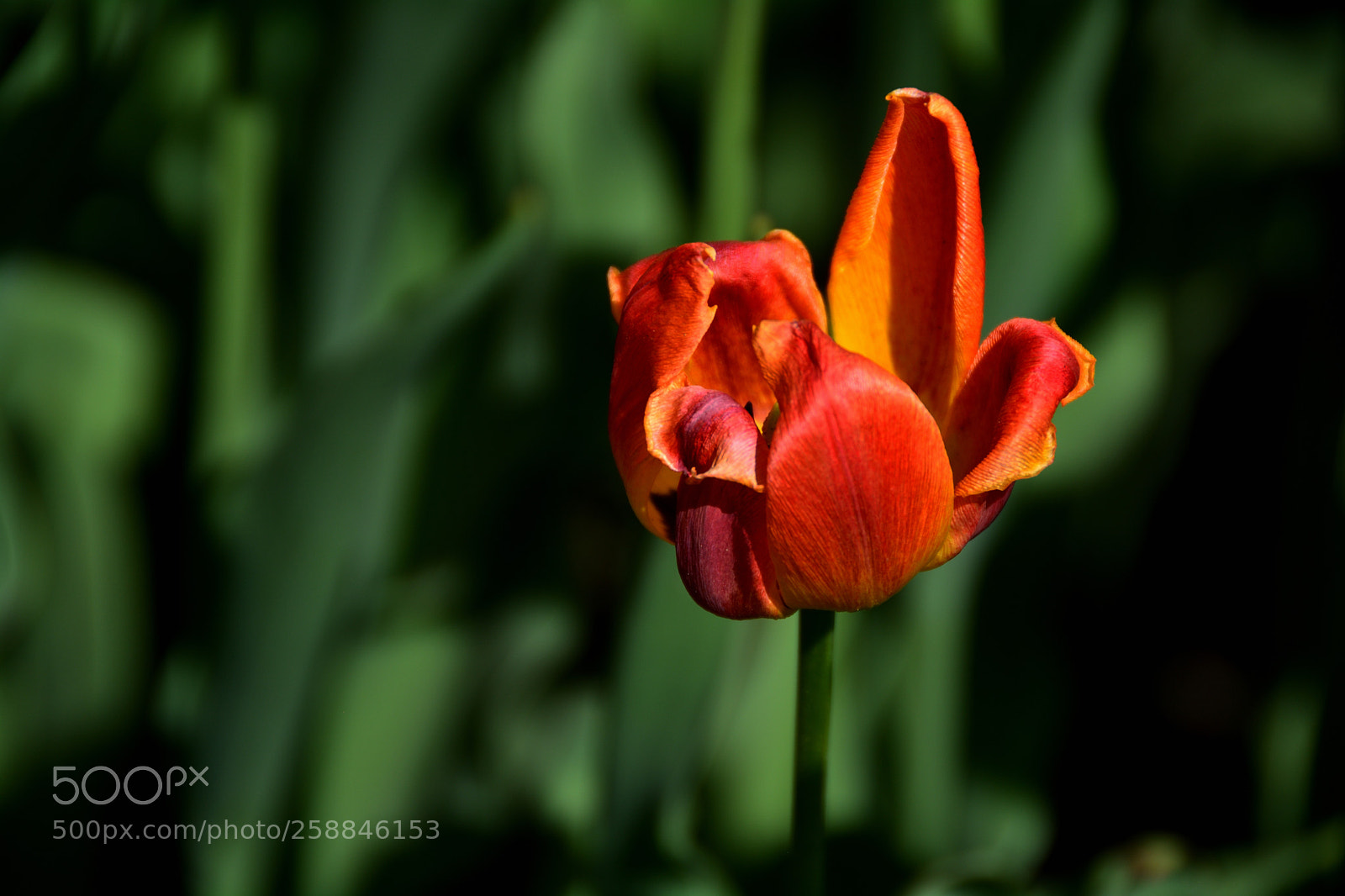 Nikon D5200 sample photo. 红色郁金香 red tulip-1 photography