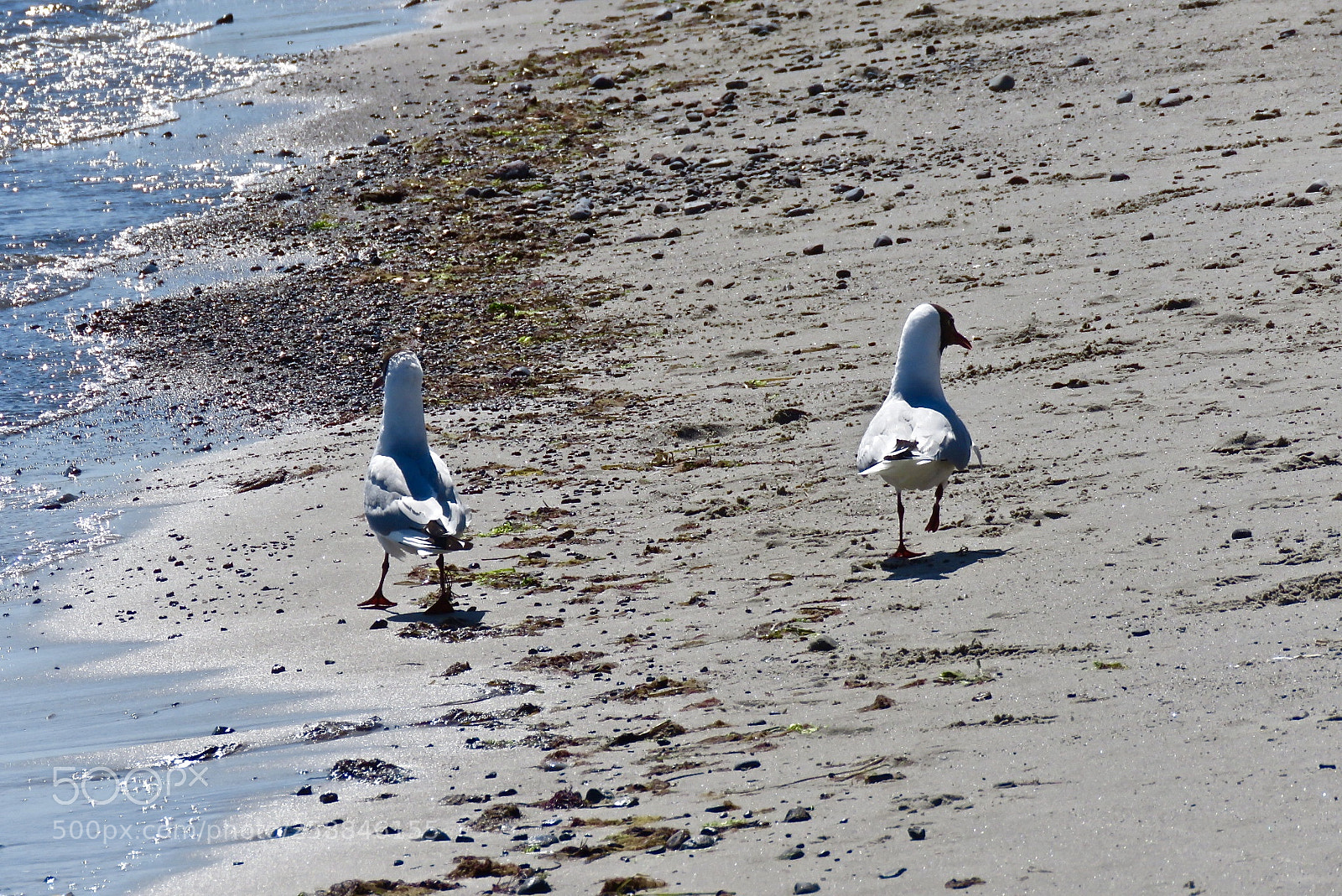 Canon PowerShot SX60 HS sample photo. Seabirds photography