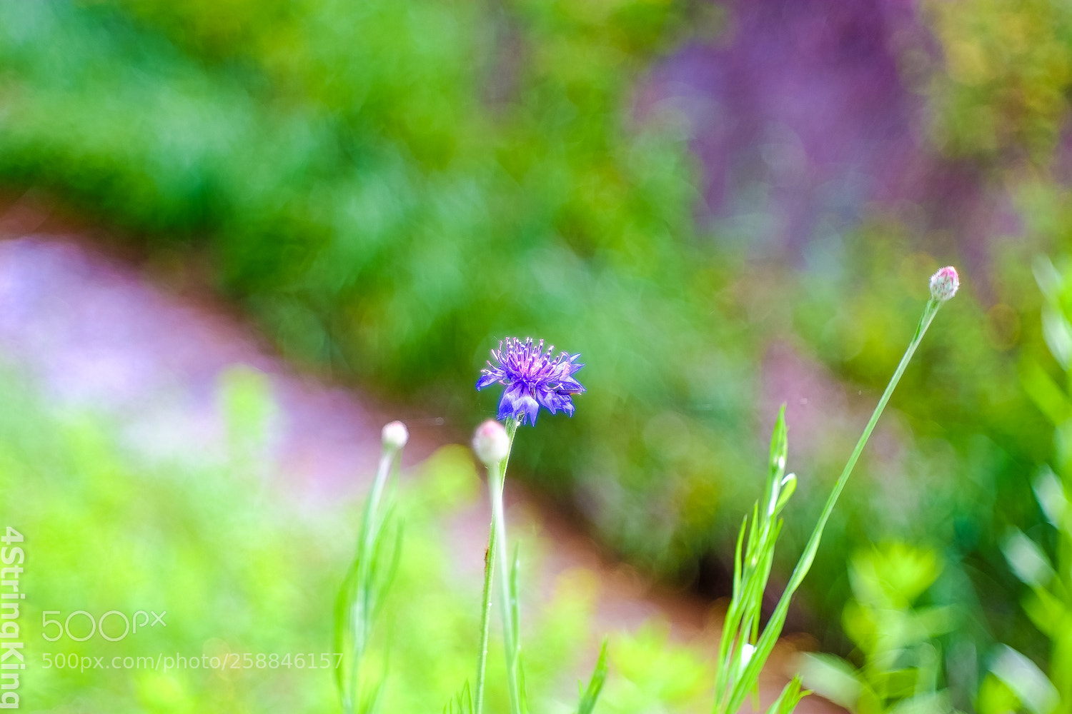 Fujifilm X-E1 sample photo. Cornflower photography