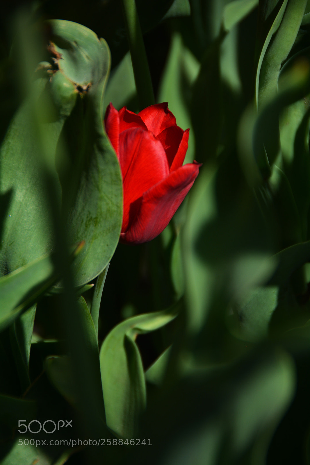 Nikon D5200 sample photo. 红色郁金香 red tulip-2 photography