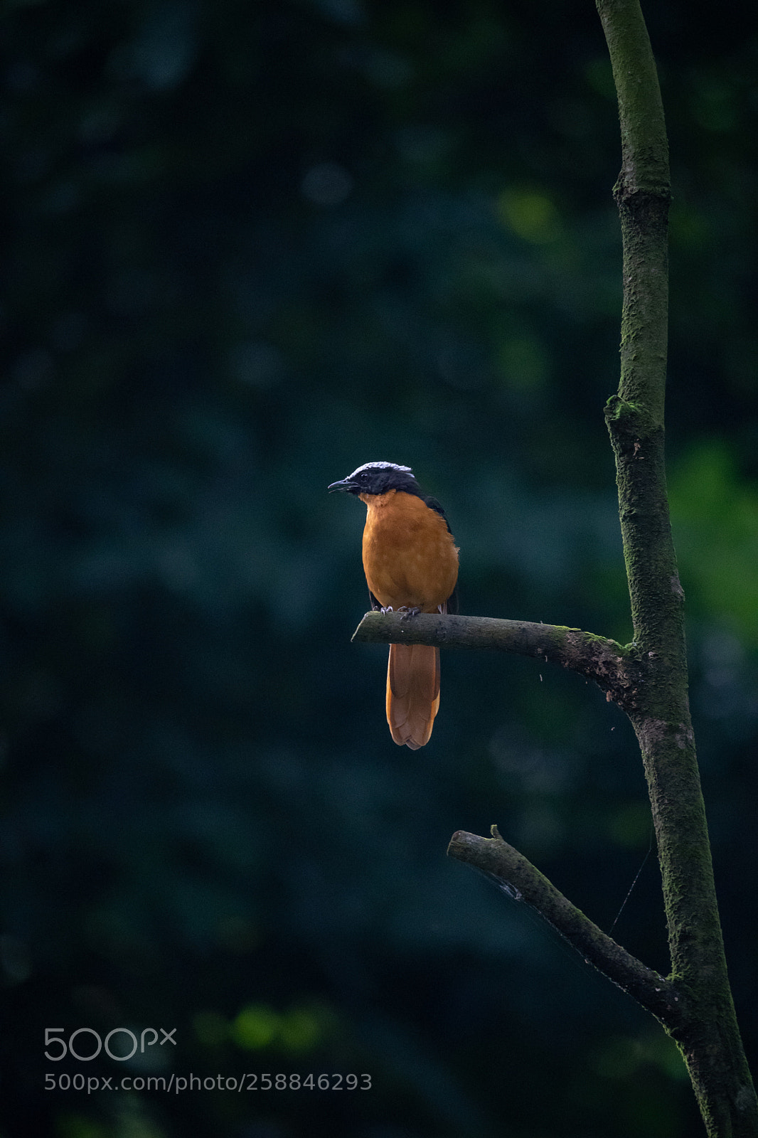 Sony a7 III sample photo. Untitled photography