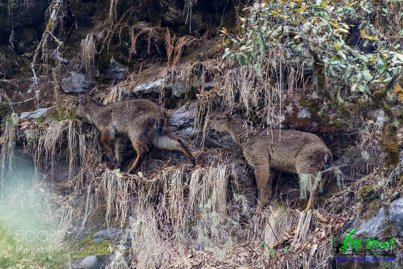 Canon EOS 700D (EOS Rebel T5i / EOS Kiss X7i) sample photo. Himalayan goral photography