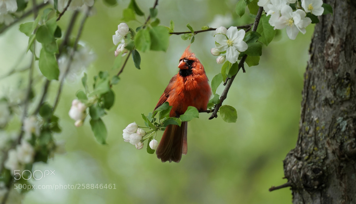 Sony a6300 sample photo. Northern cardinal photography