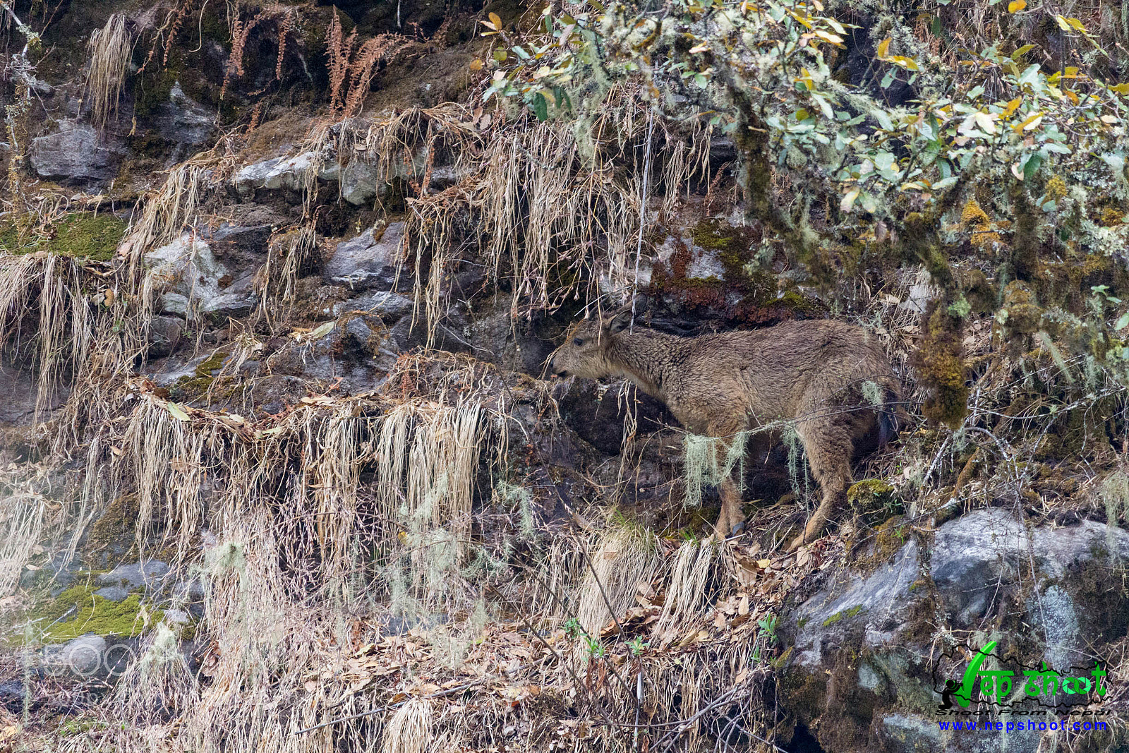 Canon EOS 700D (EOS Rebel T5i / EOS Kiss X7i) sample photo. Himalayan goral photography