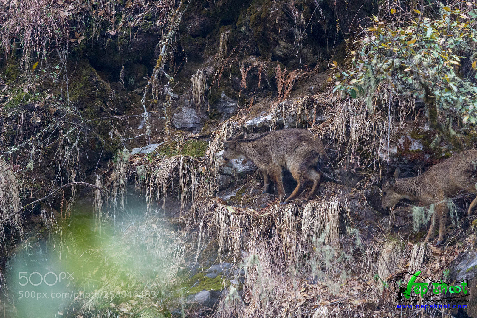 Canon EOS 700D (EOS Rebel T5i / EOS Kiss X7i) sample photo. Himalayan goral photography