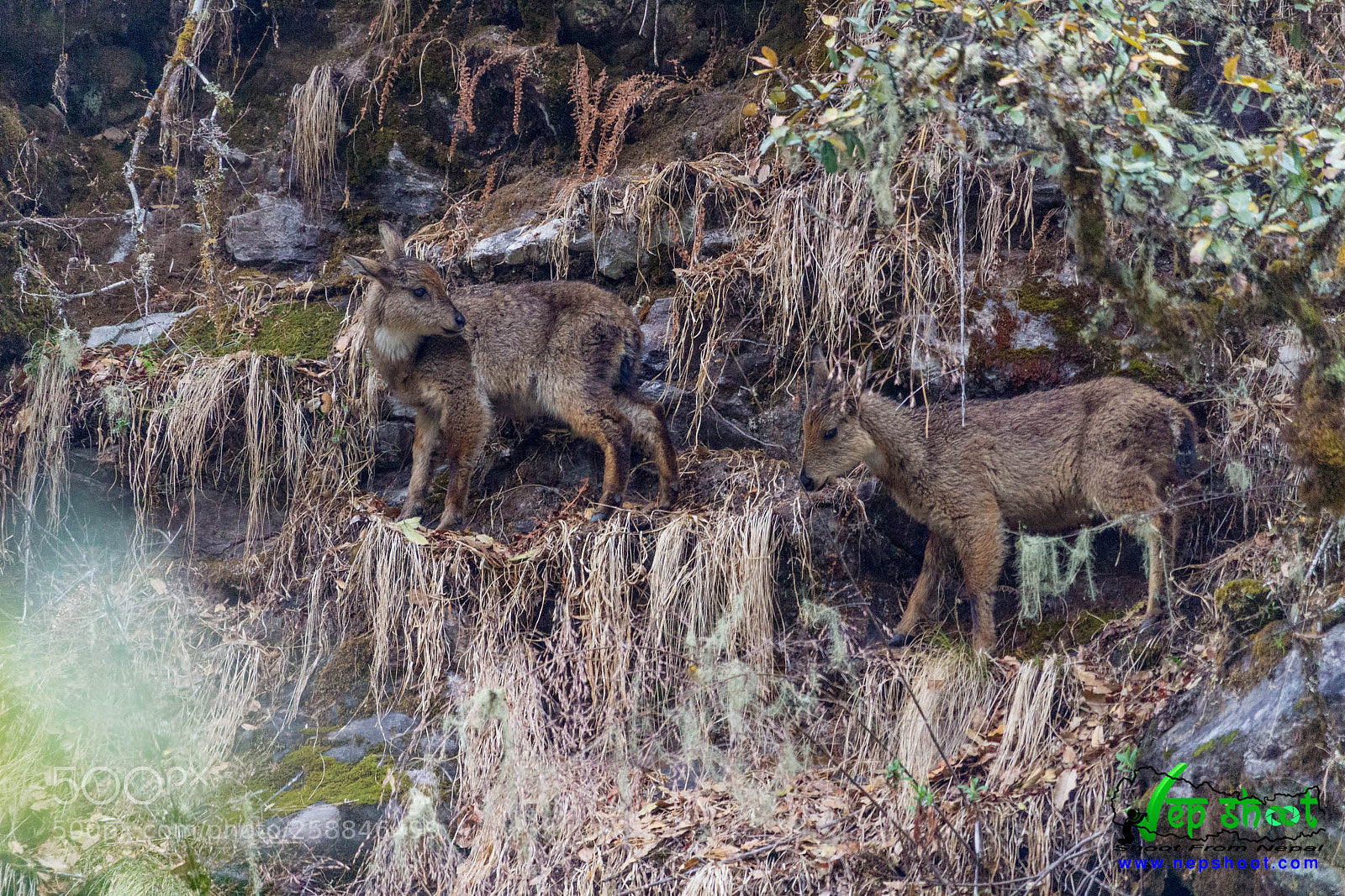 Canon EOS 700D (EOS Rebel T5i / EOS Kiss X7i) sample photo. Himalayan goral photography