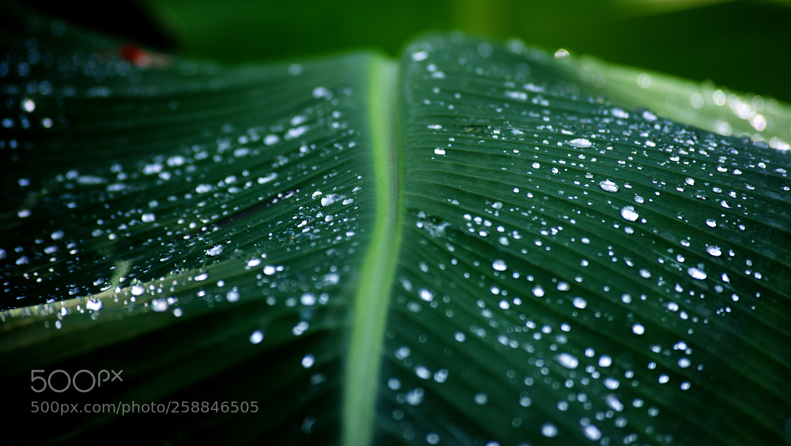 Nikon D5200 sample photo. Raindrops photography